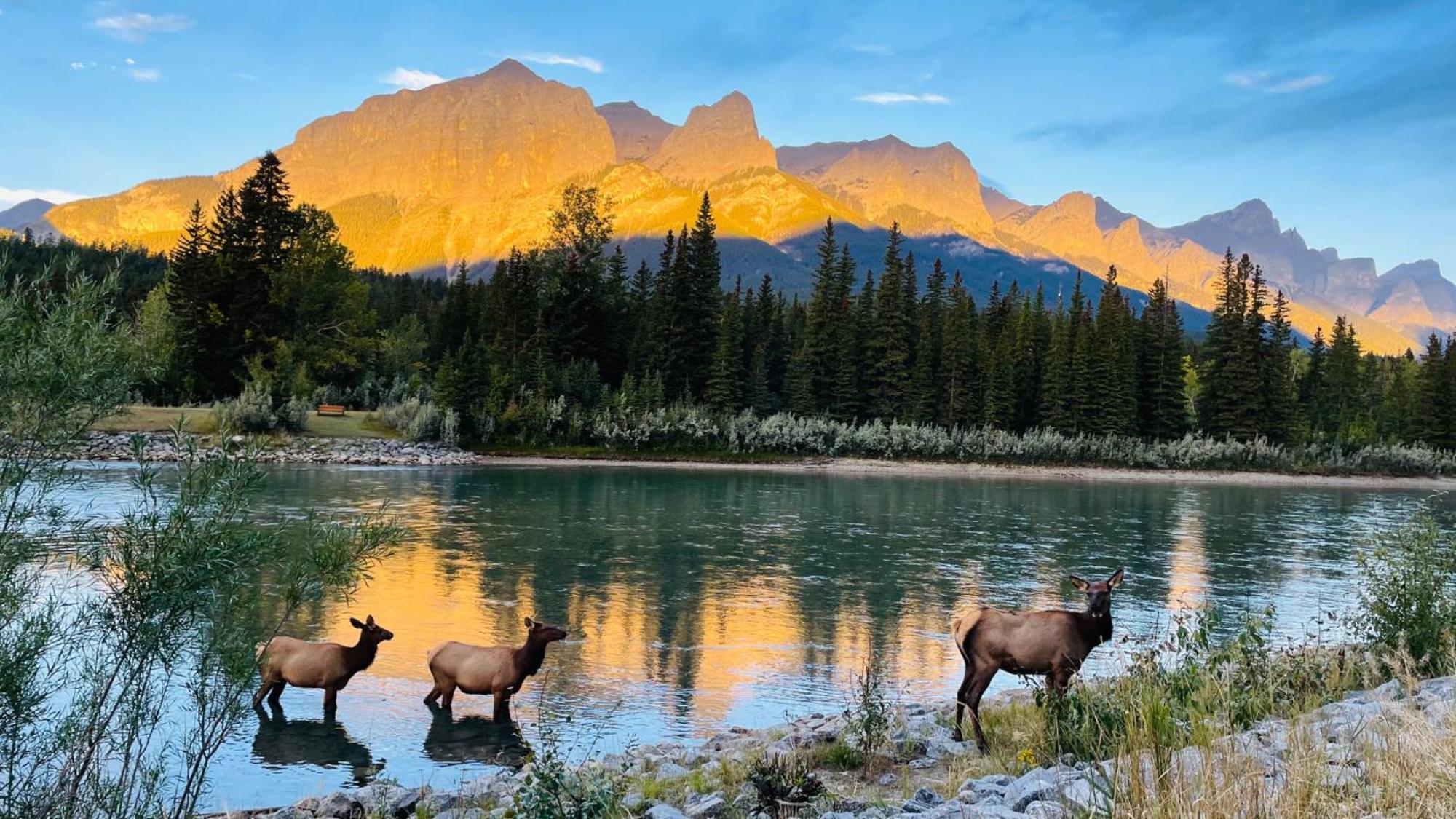 Unit #201 Cozy Mountain View 1Br In Dt Apartment Canmore Exterior foto